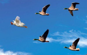 chicken-breeding-operation-flying-chicken-small-82510